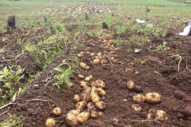 Dağlardaki patates çiftliğinin güzel bir fotoğrafı. Bu patates bahçesi iyi kalite patates üretir.