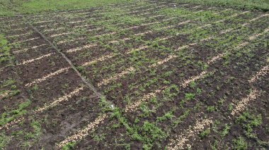 Dağlardaki patates çiftliğinin güzel bir fotoğrafı. Bu patates bahçesi iyi kalite patates üretir.