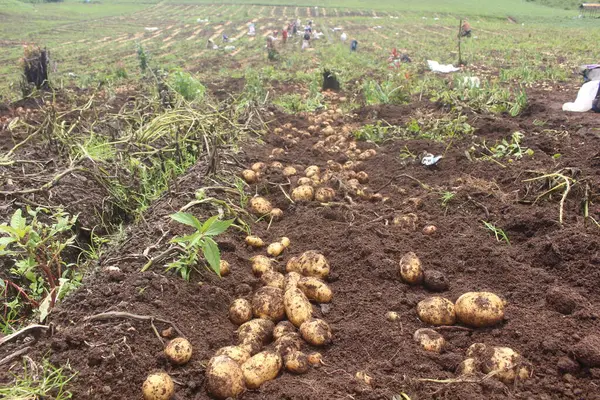 Dağlardaki patates çiftliğinin güzel bir fotoğrafı. Bu patates bahçesi iyi kalite patates üretir.