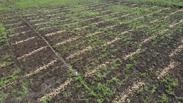Dağlardaki patates çiftliğinin güzel bir fotoğrafı. Bu patates bahçesi iyi kalite patates üretir.