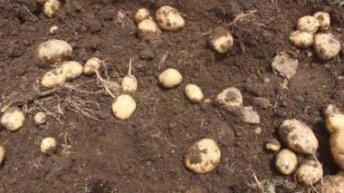 Dağlardaki patates çiftliğinin güzel bir fotoğrafı. Bu patates bahçesi iyi kalite patates üretir.
