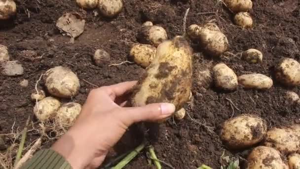 Hermosa Foto Una Plantación Patatas Las Montañas Este Jardín Patatas — Vídeo de stock