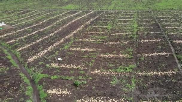 Fotografie Frumoasă Unei Plantații Cartofi Munți Această Grădină Cartofi Produce — Videoclip de stoc