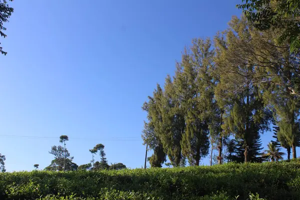 Stock image the natural beauty of rows of trees in the mountains with a clear blue sky. really romantic and beautiful.