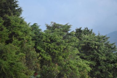 Güzel, romantik çam ağaçları ve dağlardaki köknar ağacı duvar kağıtları. güzel doğa