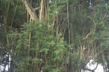 Büyük yaşlı banyan ağacı ve güzel pınarlar. Banyan ağaçları pınarlar için su depoluyor.