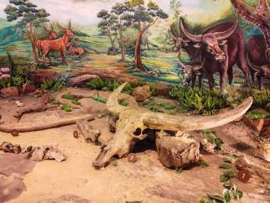 Endonezya 'daki Sangiran Müzesi' ndeki eski bir bufalonun baş fosili. Bu antika büyüktü.