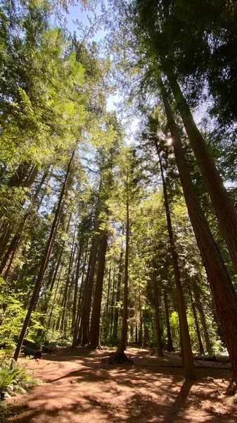 Δέντρα Δάσος Ουρανό Μπλε Πράσινη Βελανιδιά Πεύκο Κοιτάξουμε Επάνω — Φωτογραφία Αρχείου
