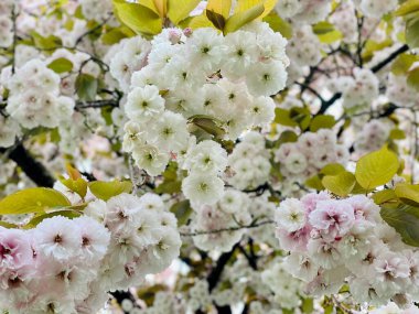 Sakura kiraz çiçeği baharı 