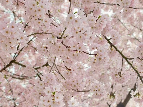 Sakura Kers Bloesem Bloem Lente — Stockfoto