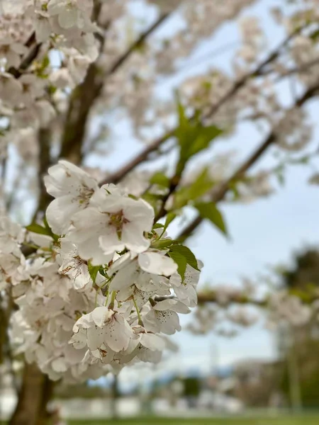 Sakura Fiore Ciliegio Primavera — Foto Stock