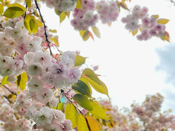 Sakura Kers Bloesem Bloem Lente — Stockfoto