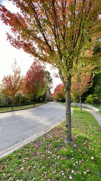 Jesień Jesień Liście Klon Kanada Sezon Kolorowy Twórczy Wzór Vancouver — Zdjęcie stockowe