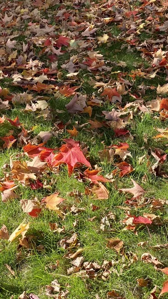 stock image Autumn fall leaves leaf maple canada season colorful creative pattern vancouver