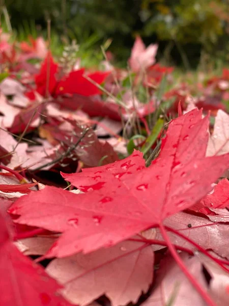 Herfst Herfst Bladeren Blad Esdoorn Canada Seizoen Kleurrijke Creatieve Patroon — Stockfoto