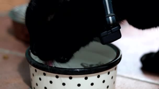 Černá Kočka Satelitním Obojkem Pije Vodu Své Misky — Stock video