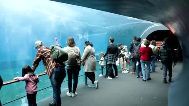 Genua Italië Maart 2024 Toeristen Bezoeken Het Genua Aquarium — Stockvideo