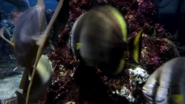이탈리아 제노아 수족관의 다양한 물고기 — 비디오
