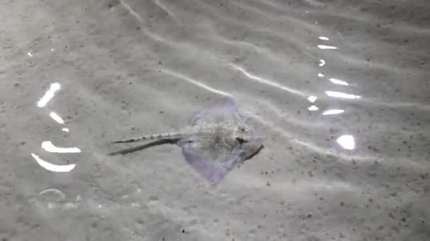 Rajförmige Fische Rajiformes Allgemein Als Rochen Bezeichnet Sind Knorpelfische Genuas — Stockvideo