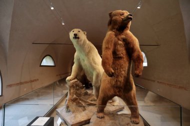 Calci, Pisa, İtalya - 1 Mayıs 2024: Bears 'ın odası. Calci Certosa 'nın içindeki Pisa Üniversitesi Doğa Tarihi Müzesi' nde ayıcıklar..