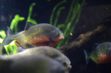 İtalya 'daki Cenova akvaryumunda pirana..