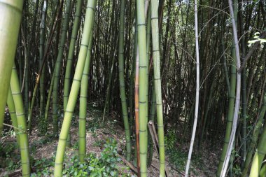 Bagni di Lucca 'daki Bambu Ormanı, Toskana, İtalya.