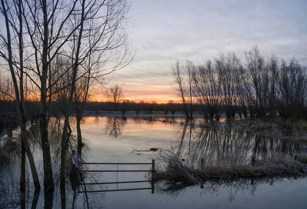 Flooded Floodplain River Boven Merwede Nature Reserve Avelingen Close Dutch — Stock Photo, Image
