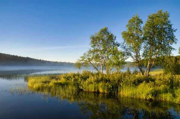 Stock image Birch trees light up in beautiful morning light at lake Tevsjon close to the Swedish village Ljusnedal