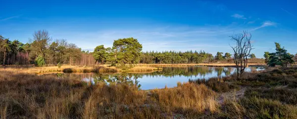 Zevenboomsven Gölü üzerindeki güzel manzara Maasduinen Milli Parkı 'ndaki Aferdense Duinen rezervi.