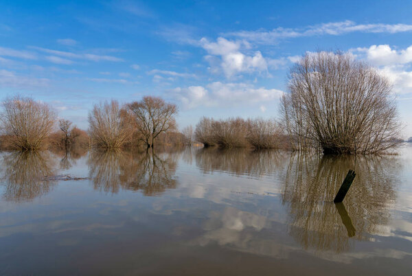Trees standing in the water in the flooded floodplain of the Waal river near the Dutch village Ochten