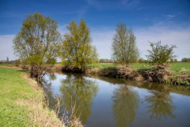 Gelderland köyü yakınlarındaki IJssel nehrinin taşkın ovalarında söğütler.
