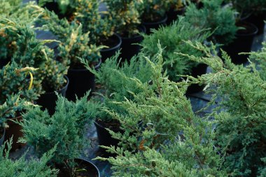Bir bahçıvan dükkanında saksıda Thuja. Seçici odak.