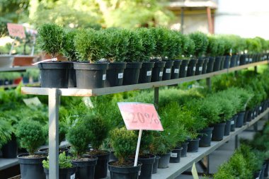 Thuja. Bahçe bitkisi dükkanı. Satılık..