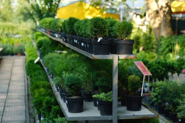 Thuja bir bahçe bitkisi dükkanında. Seçici odak.