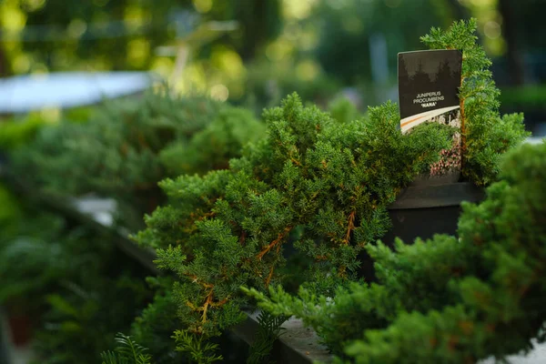 Odesa Ucrania Julio 2023 Juniperus Procumbens Tienda Plantas —  Fotos de Stock