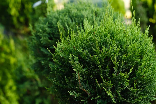 Thuja, kapat. Bahçe fabrikası.