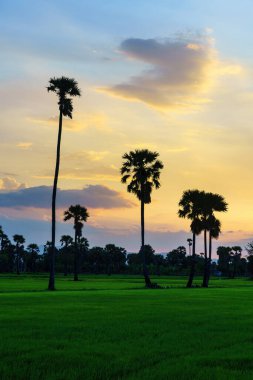 Kırsal yeşil pirinç çiftliği ve gün batımında şeker palmiyeleri. 