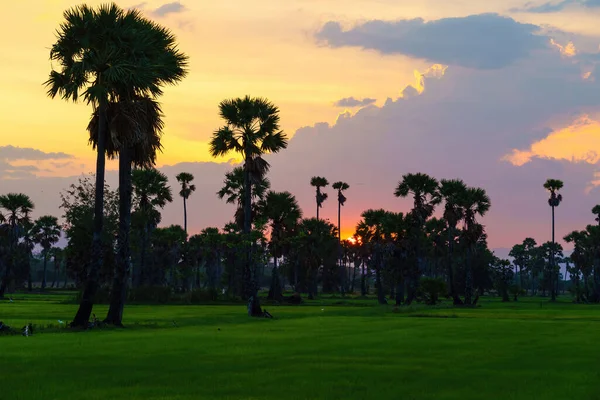 stock image Rural green rice farm with sugar palm trees in beautiful sunset 