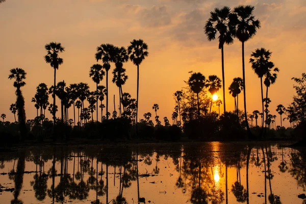 在美丽的阳光下 农村的稻田里堆满了甜棕榈树 — 图库照片