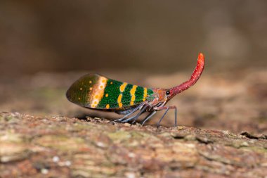 Yeşil Fulgoris Planthopper tahtaya tırmanıyor..