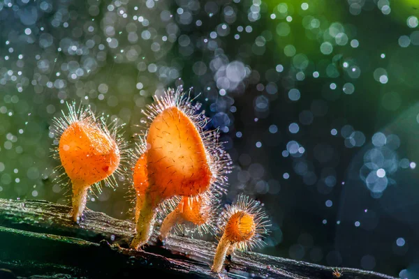 Piękne Grzybki Drewnie Kroplach Deszczu Deszczowym Lesie — Zdjęcie stockowe