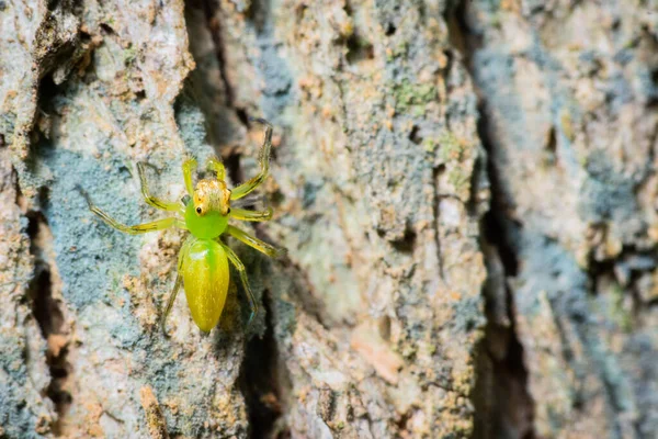 熱帯林の木の幹を登る緑のクモ — ストック写真