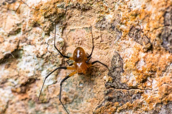 Hnědý Pavouk Leze Kmen Stromu Tropickém Lese — Stock fotografie