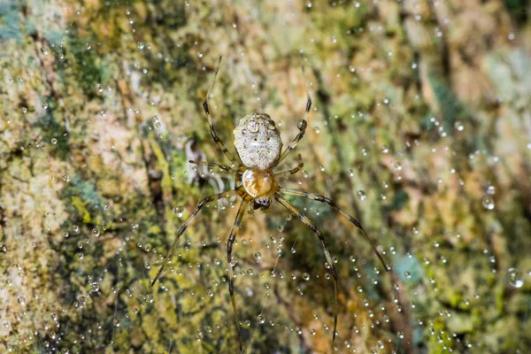 クモは国立公園内のウェブ上で露滴と木の幹に登る — ストック写真