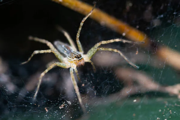 열대림에서 거미집을 — 스톡 사진