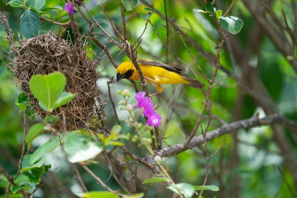 Goldener Sperling Baut Sein Eigenes Nest Für Sein Vogelbaby Auf — Stockfoto
