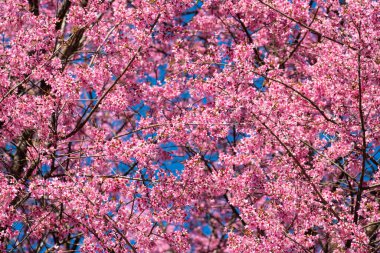 Güzel pembe Himalaya kiraz çiçekleri grafik arka plan olarak çiçek açıyor