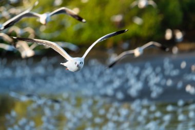 Bir grup martı Bangpu, Tayland 'da denizin üzerinde uçuyor.