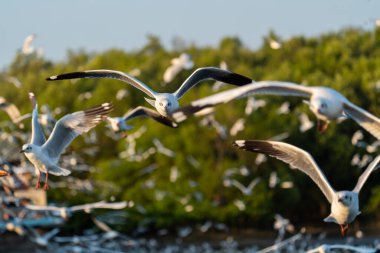 Bir grup martı Bangpu, Tayland 'da denizin üzerinde uçuyor.