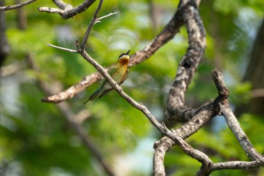 Mavi kuyruklu arı yiyici parkta ağaç dalını tutuyor..